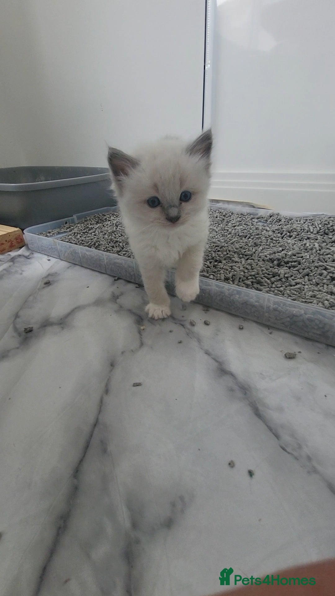 Ragdoll cats for sale: HCM/PKD clear ragdoll boys - Image 7