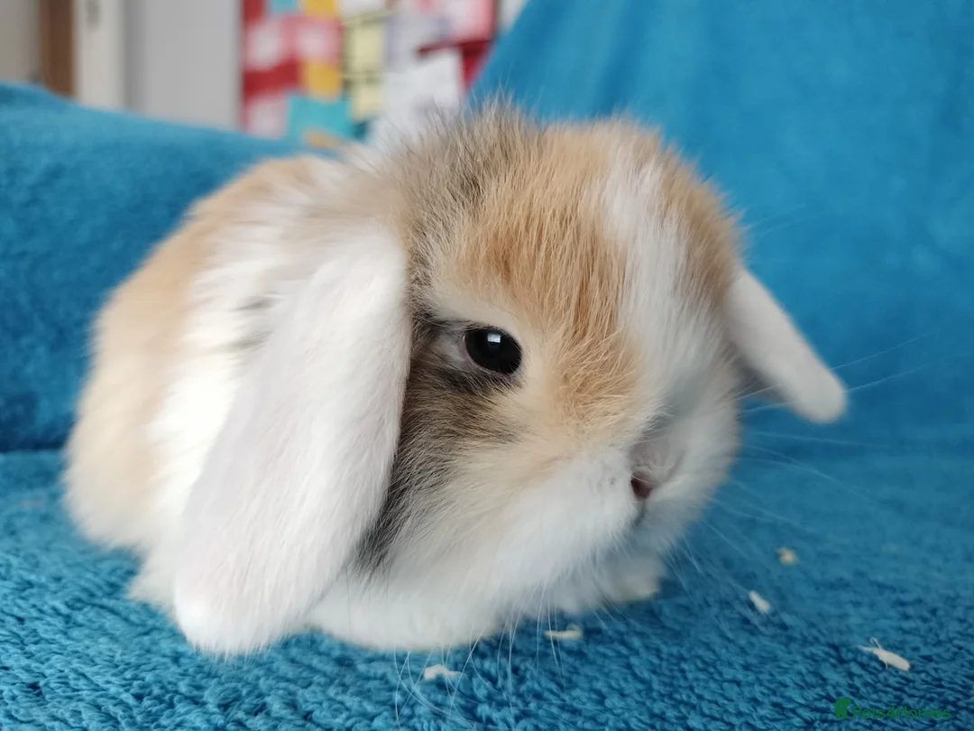 Mini Lop rabbits for sale: Baby mini lops for sale  - Advert 1