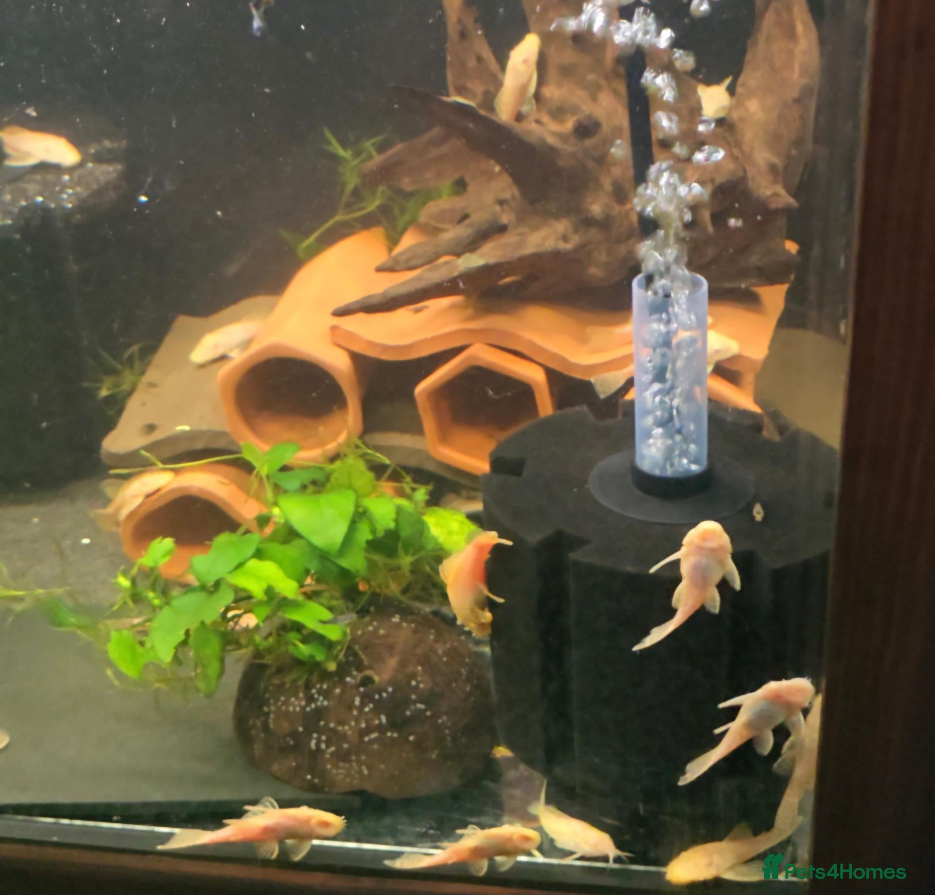 Plecos fish Albino bristlenose pleco - Advert 2