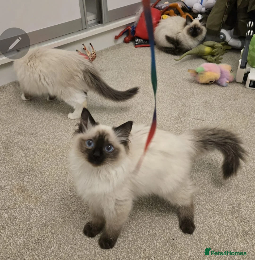 Ragdoll cats for sale: Ragdoll - Advert 6