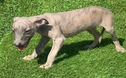 Whippet dogs for sale: Kc whippet pups  - Image 28