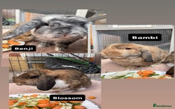 Mini Lop rabbits for sale: 3 Beautiful Mini Lops  - Image 1