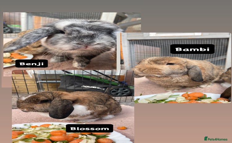Mini Lop rabbits - Advert 14