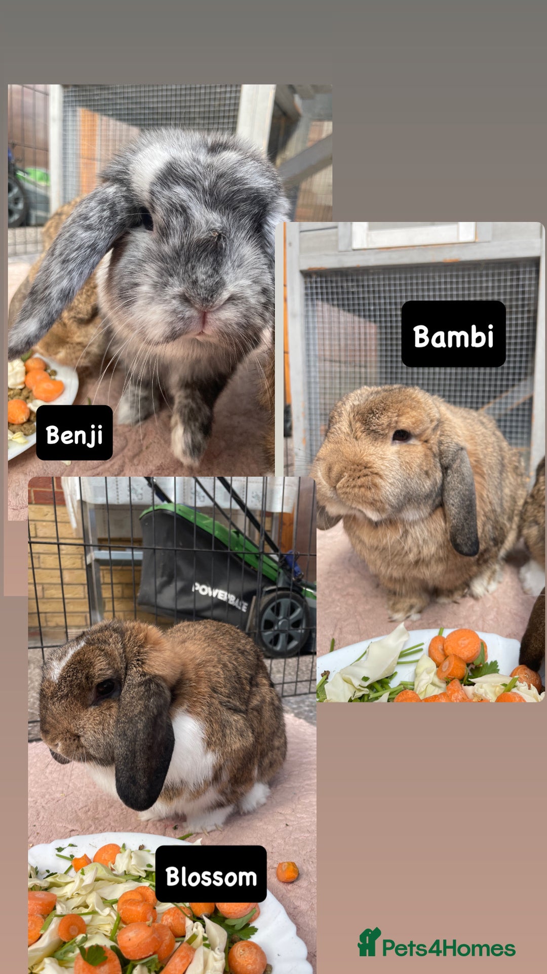 Mini Lop rabbits for sale: 3 Beautiful Mini Lops  - Image 1
