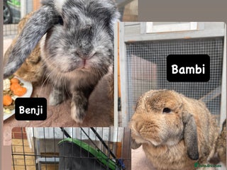 Mini Lop rabbits - Advert 37