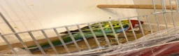 Parakeets birds for sale: Eastern Rosella in Wigan - Advert 10