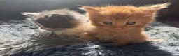 Mixed Breed cats for sale: Stunning kittens - Advert 7