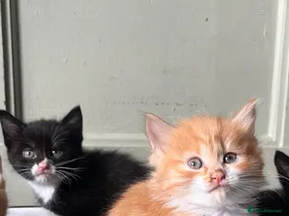 Mixed Breed cats Adorable Kittens for sale - Advert 15