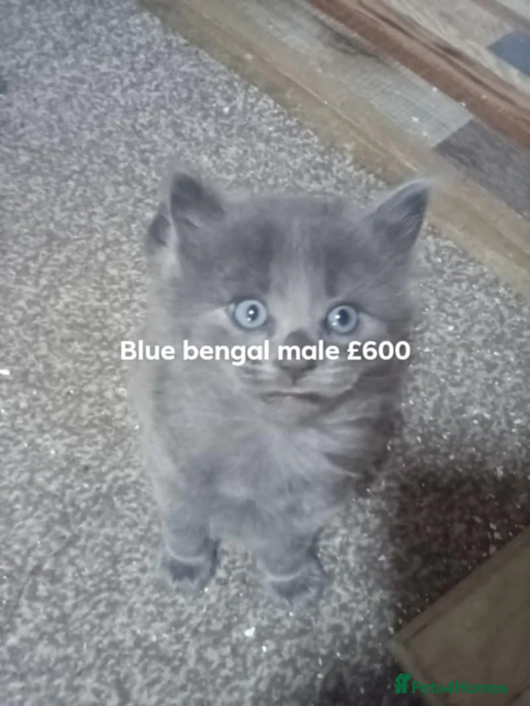 Mixed Breed cats for sale: 5 bendal kittens 1 girl 4 boys different colours  - Advert 8