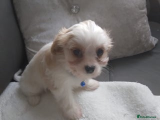 Cavapoo dogs for sale: Cavapoo - Advert 1