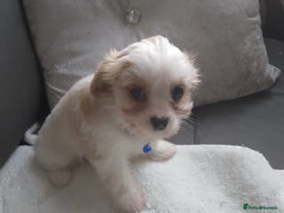 Cavapoo dogs Cavapoo - Advert 3