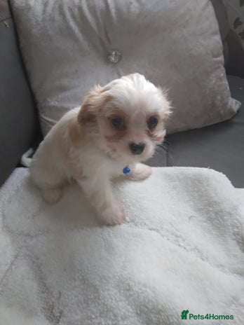 Cavapoo dogs Cavapoo - Advert 1