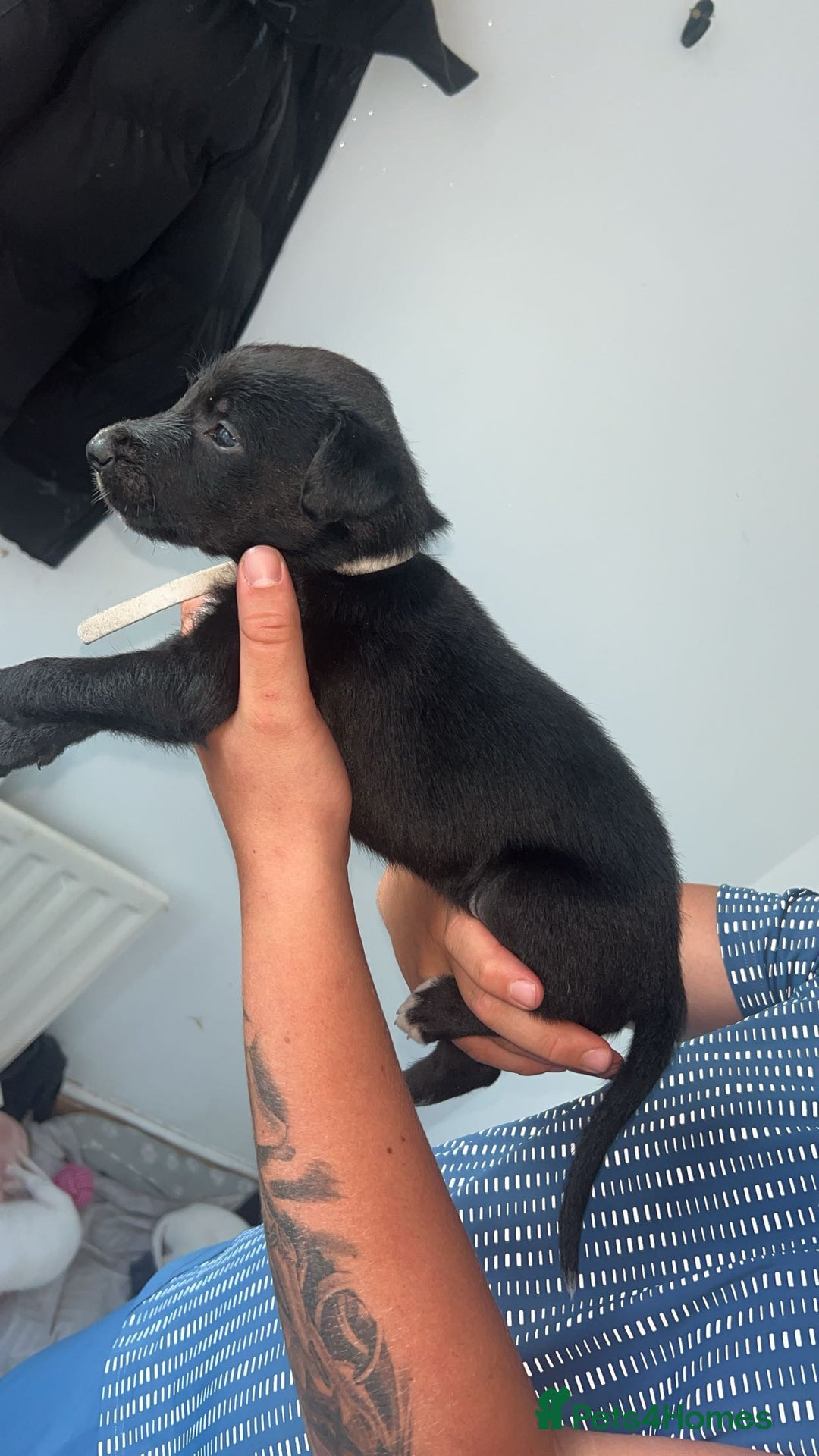 Lurcher dogs for sale: Lurcher - Image 6