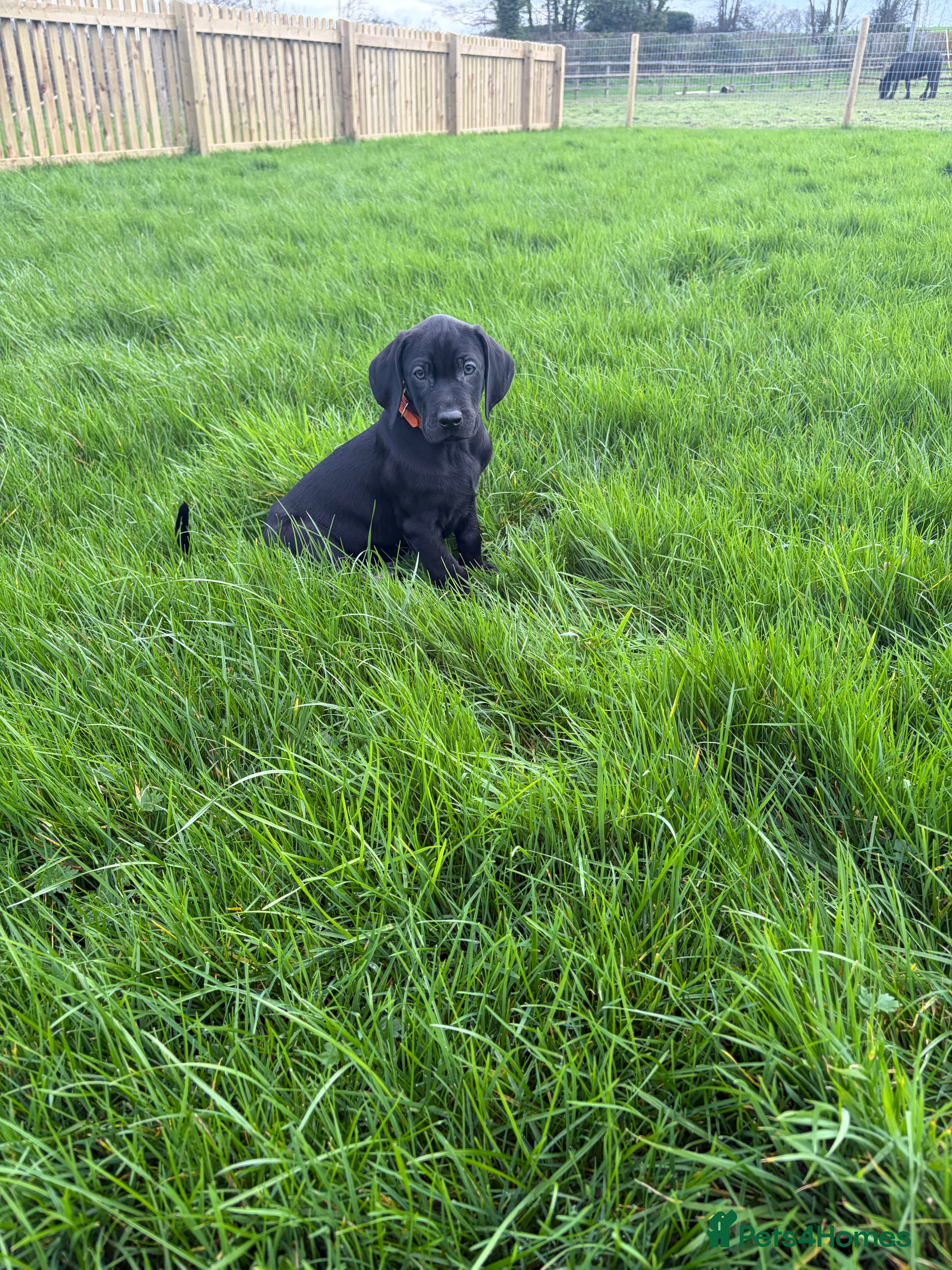 Mixed Breed dogs 1/9 F2 Weimador / Labmaraner  - Advert 6