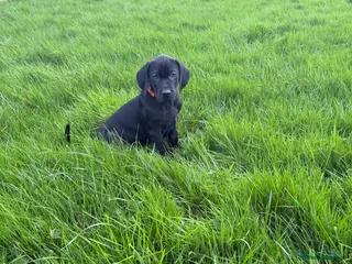 Mixed Breed dogs 1/9 F2 Weimador / Labmaraner - Advert 6