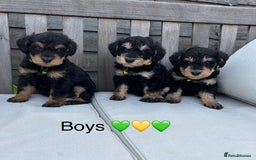 Mixed Breed dogs for sale: F1 MINI SCHNOODLE PUPPIES  - Image 16