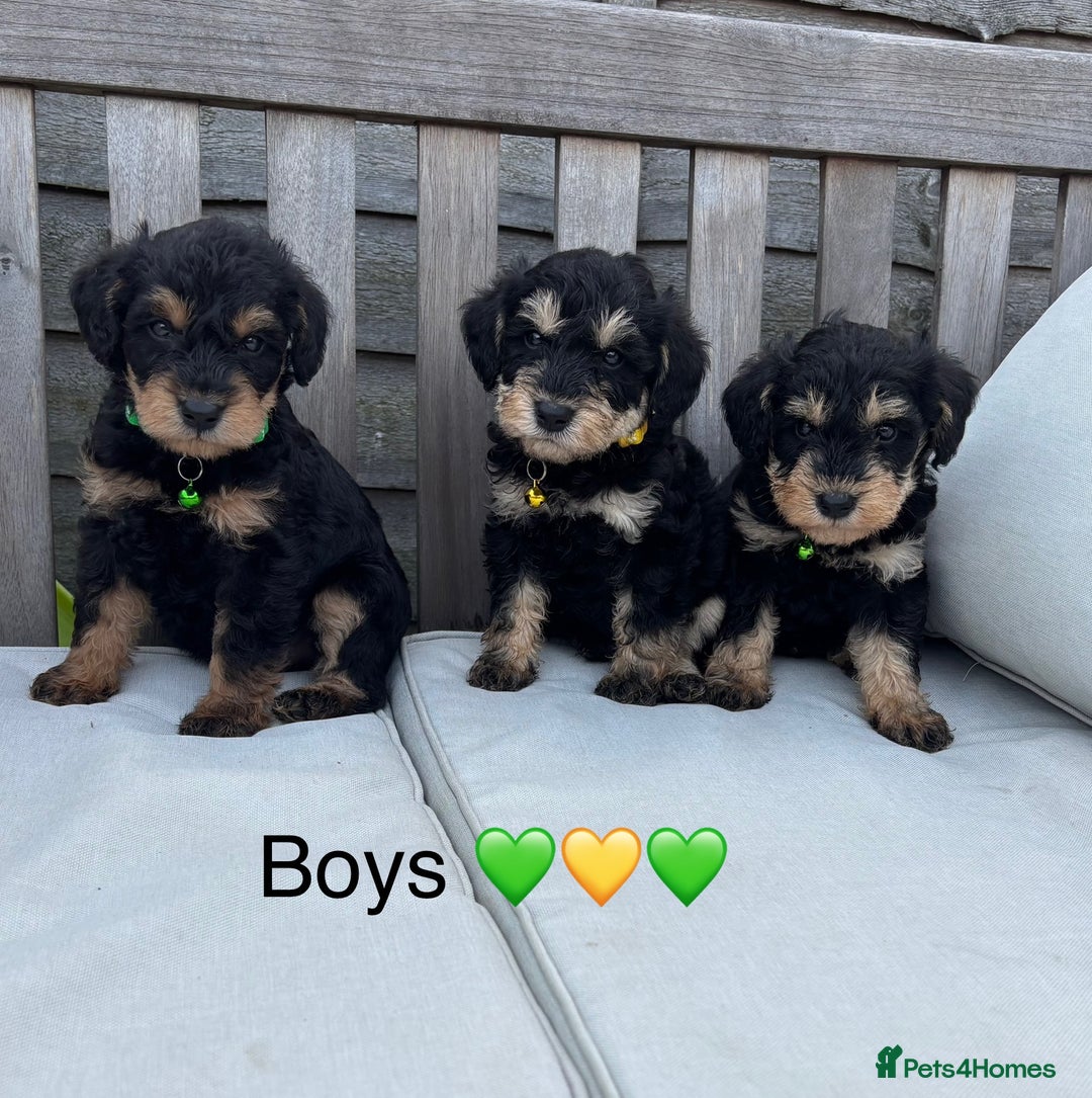 Mixed Breed dogs for sale: F1 MINI SCHNOODLE PUPPIES  - Image 16