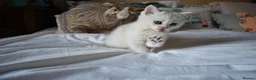 British Shorthair cats for sale: READY NOW PureBred British Shorthair Kittens! - Advert 26