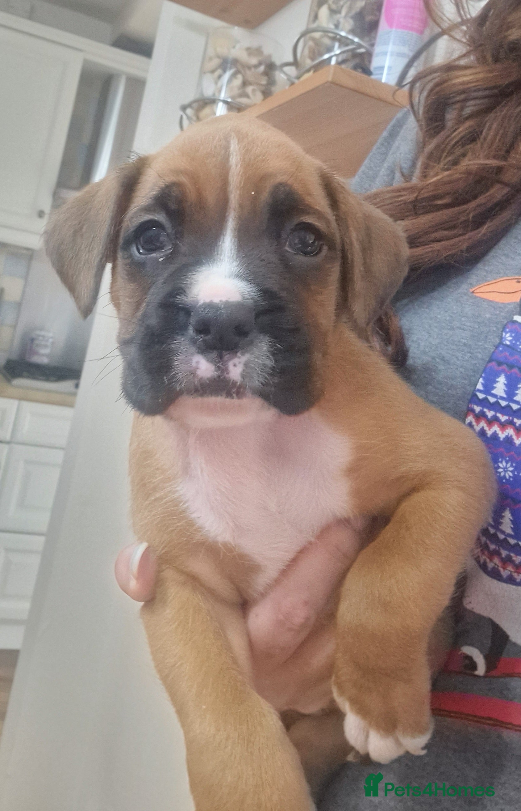 Boxer dogs KC reg Boxer Puppies - Advert 18