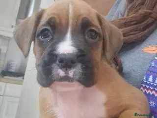 Boxer dogs KC reg Boxer Puppies - Advert 18