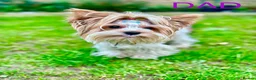 Yorkshire Terrier dogs for sale: 🌺 Pedigree Tiny Yorkie Puppies- Rare Colors 🌺 - Advert 4