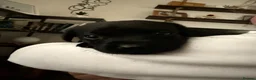 Labrador Retriever dogs for sale: LABRADOR RETRIEVER PUPPIES – HEALTH TESTED - Advert 11