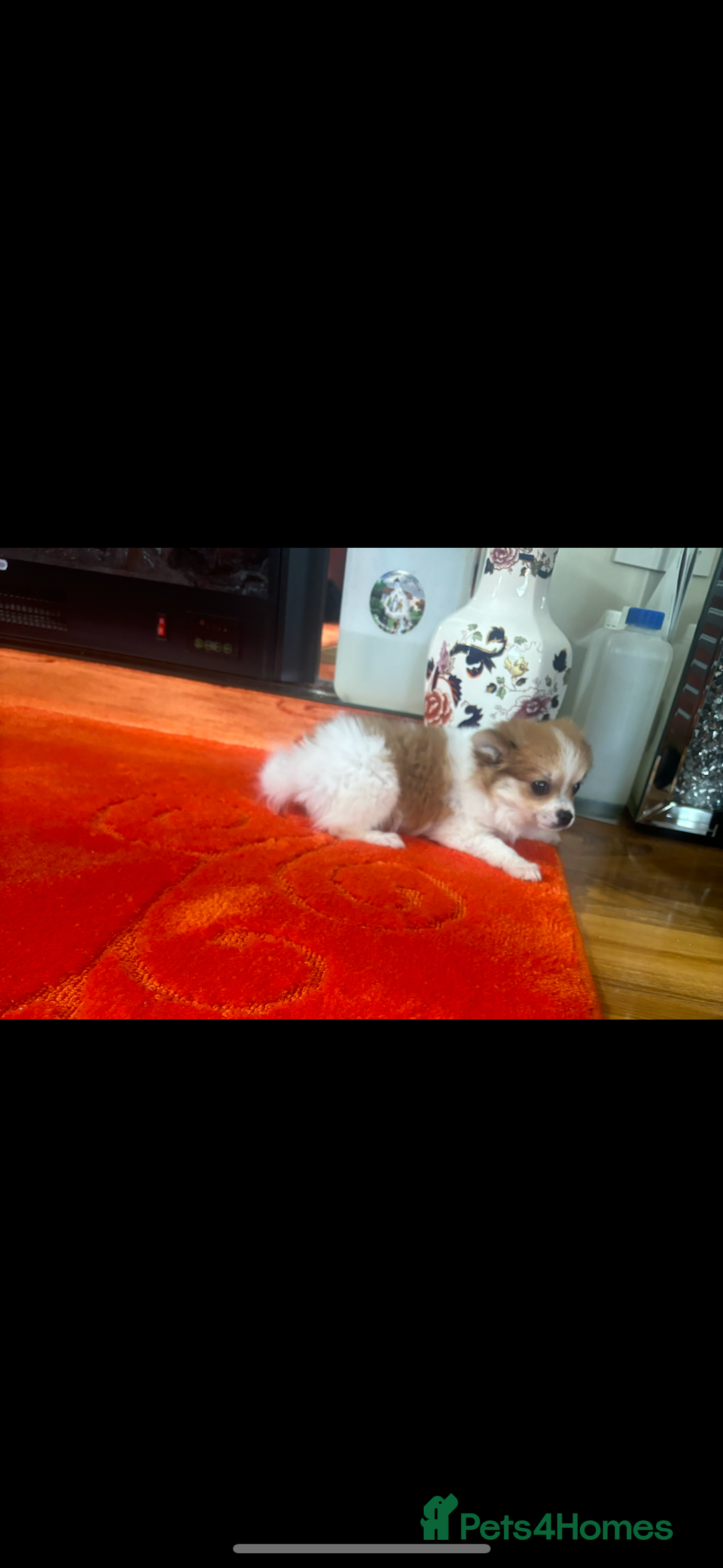 Pomchi dogs for sale: 1 Female Chihuahua/ Pomeranian - Image 2