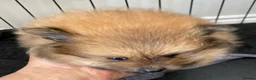 Pomeranian dogs for sale: Pure Pomeranian Puppies READY TO GO… - Advert 5