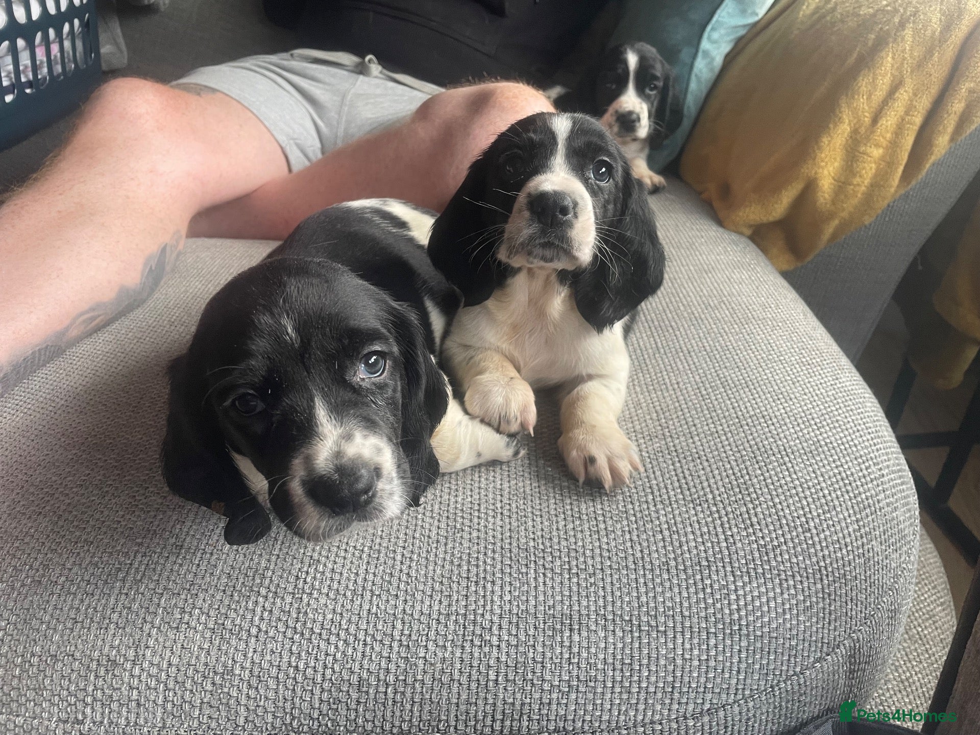 Mixed Breed dogs Beautiful Springbatts - Advert 3