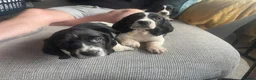 Mixed Breed dogs for sale: Beautiful Springbatts - Advert 1