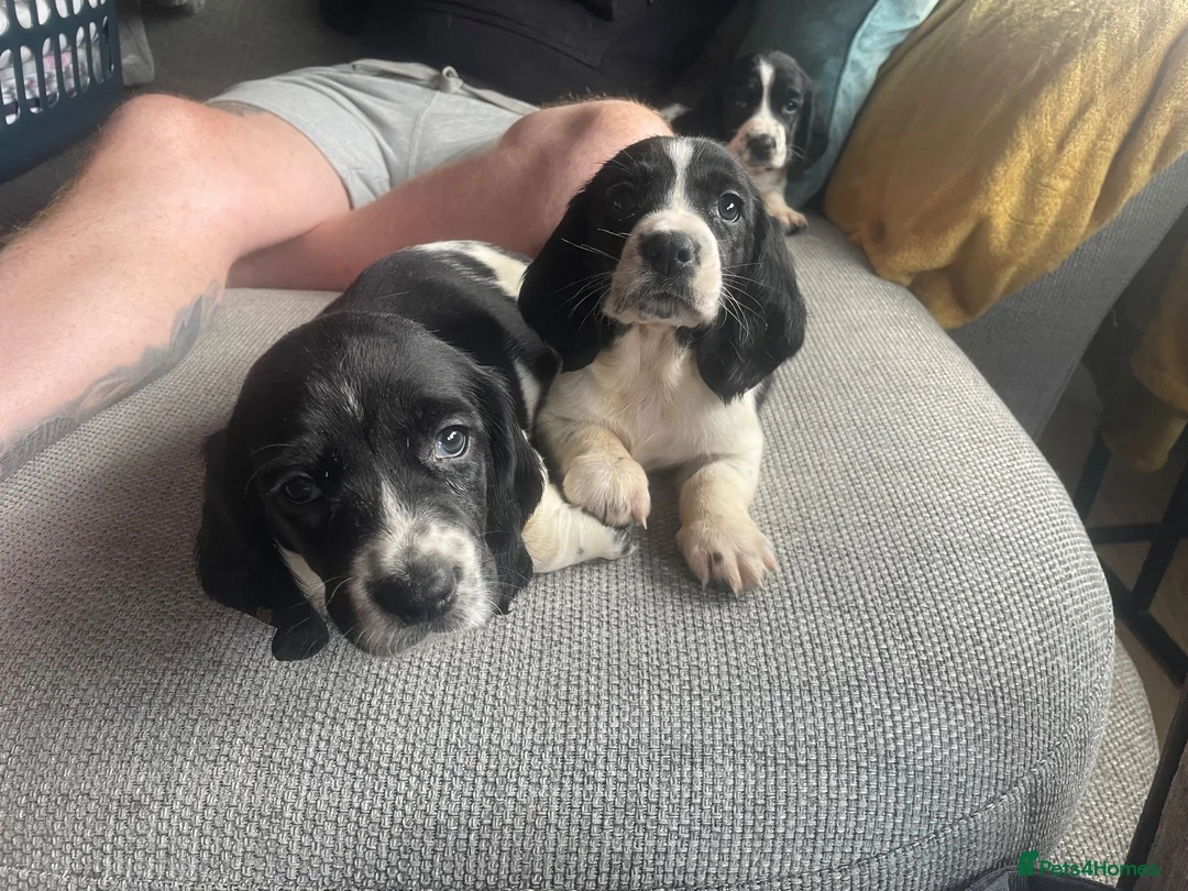 Mixed Breed dogs for sale: Beautiful Springbatts - Advert 1