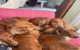 Dachshund dogs for stud: Gorgeous Boy Available as a Stud Dog - Image 9