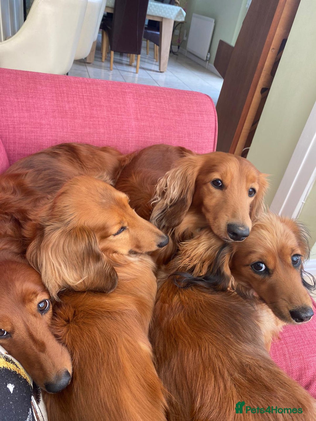 Dachshund dogs for stud: Gorgeous Boy Available as a Stud Dog - Image 9