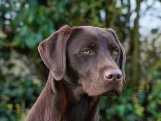 Labrador Retriever dogs Fully health tested working chocolate 0-0 Hips & E in Huntingdon - Advert 21