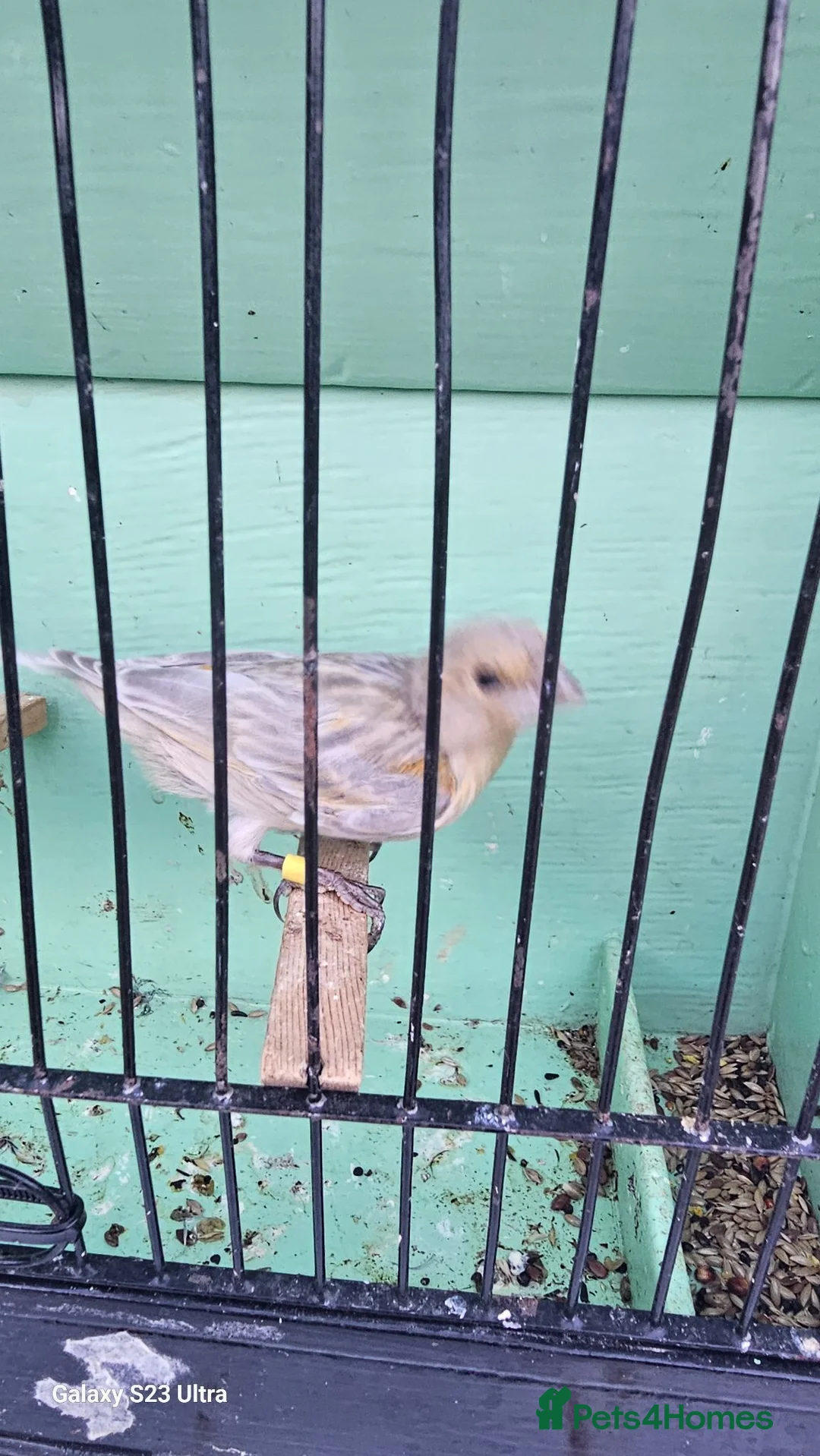 Canaries birds for sale: Canaries for sale  - Advert 13