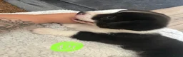 Welsh Corgi Cardigan dogs for sale: Three stunning puppies of Welsh Corgi Cardigan - Advert 9