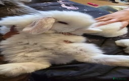 Mini Lop rabbits for sale: Stunning baby lops!  in Stone - Image 6