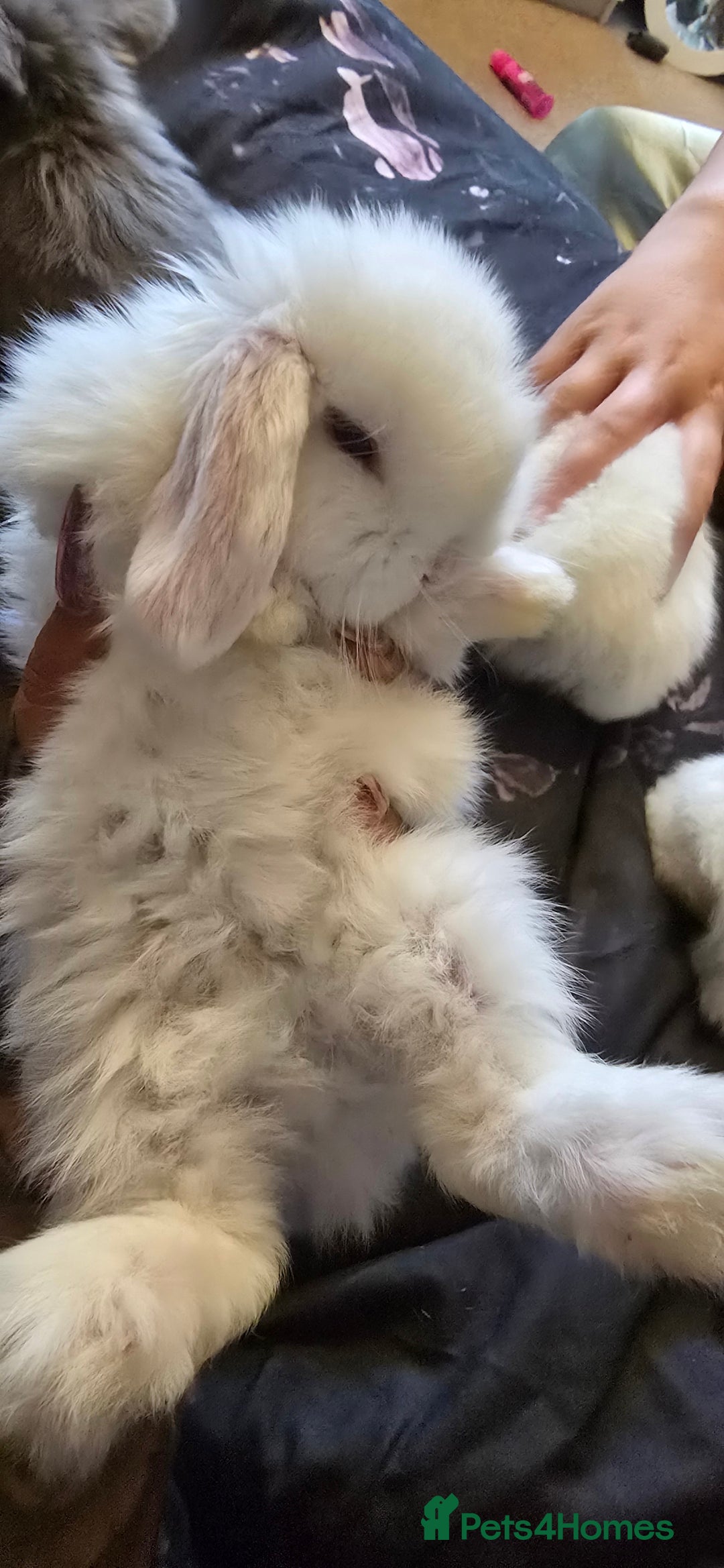 Mini Lop rabbits for sale: Stunning baby lops!  in Stone - Image 6