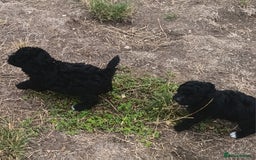 Jackapoo dogs for sale: Adorable Fluffy Jack-A-Poo Puppies for Sale - Image 9