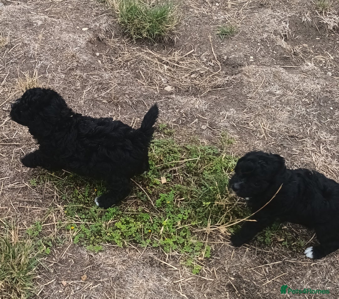 Jackapoo dogs for sale: Adorable Fluffy Jack-A-Poo Puppies for Sale - Image 9