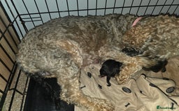 Cockapoo dogs for sale: Stunning f1b cockapoo puppies - Image 2