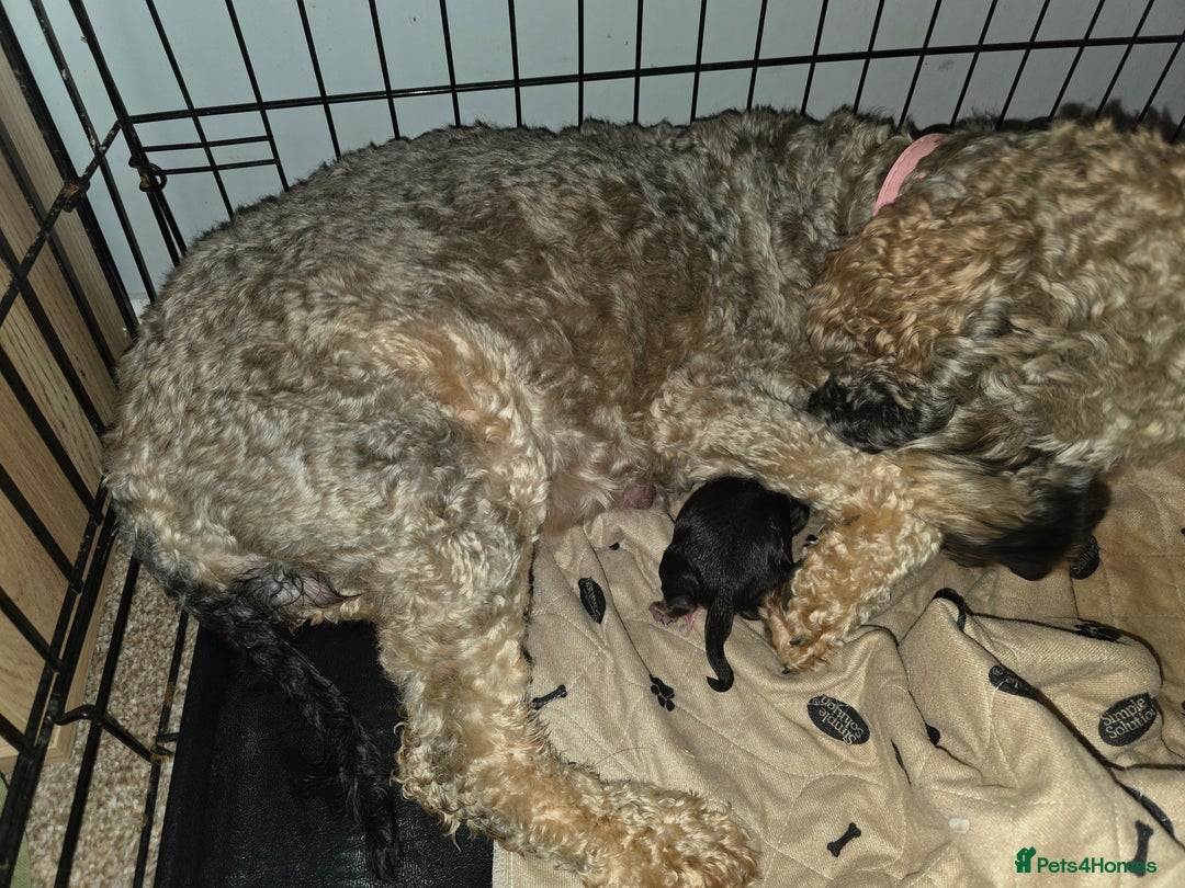 Cockapoo dogs for sale: Stunning f1b cockapoo puppies - Image 2