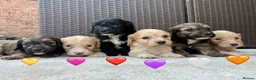 Cockapoo dogs for sale: Gorgeous F1 Cockapoo Puppies 🩷 in Llandinam - Advert 5