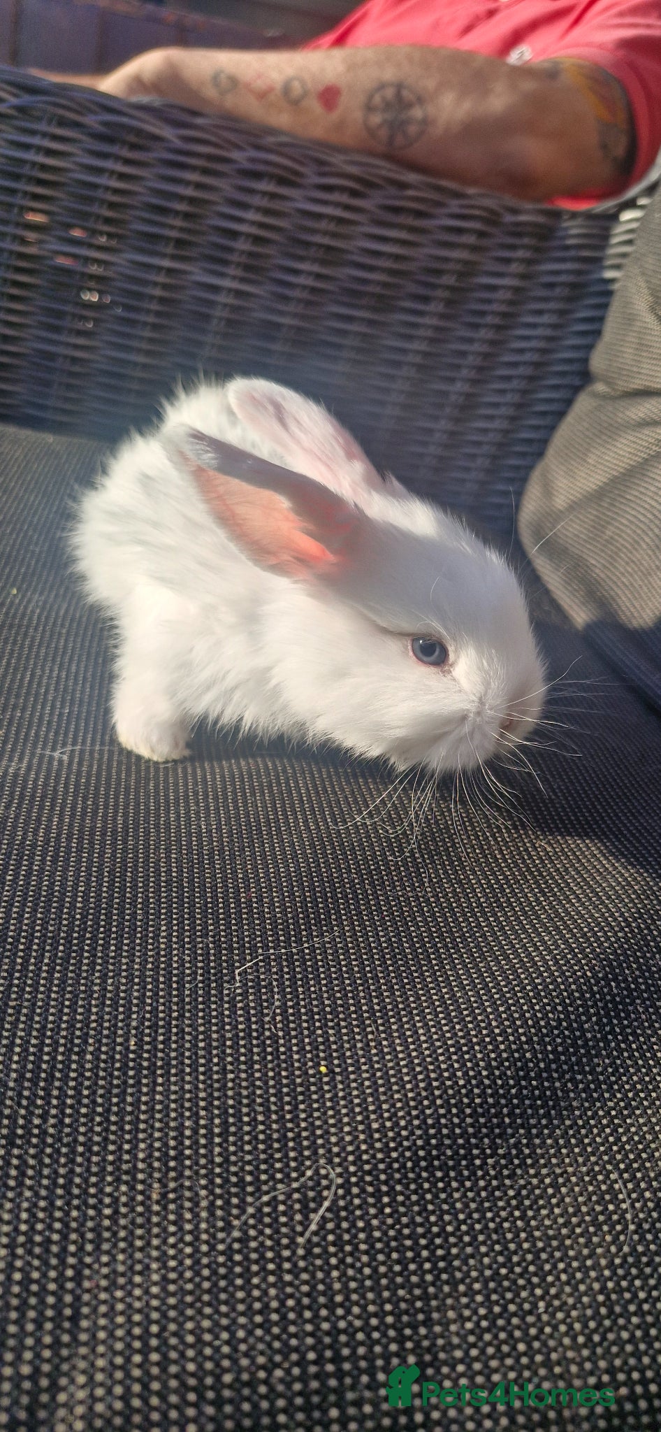Mini Lop rabbits Mini lop for sale - Advert 1