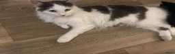 Mixed Breed cats for sale: 4 kittens for sale - Advert 12