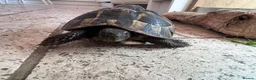 Hermann Tortoise reptiles for sale: Hermann tortoises(s) in Moreton-in-Marsh - Advert 2