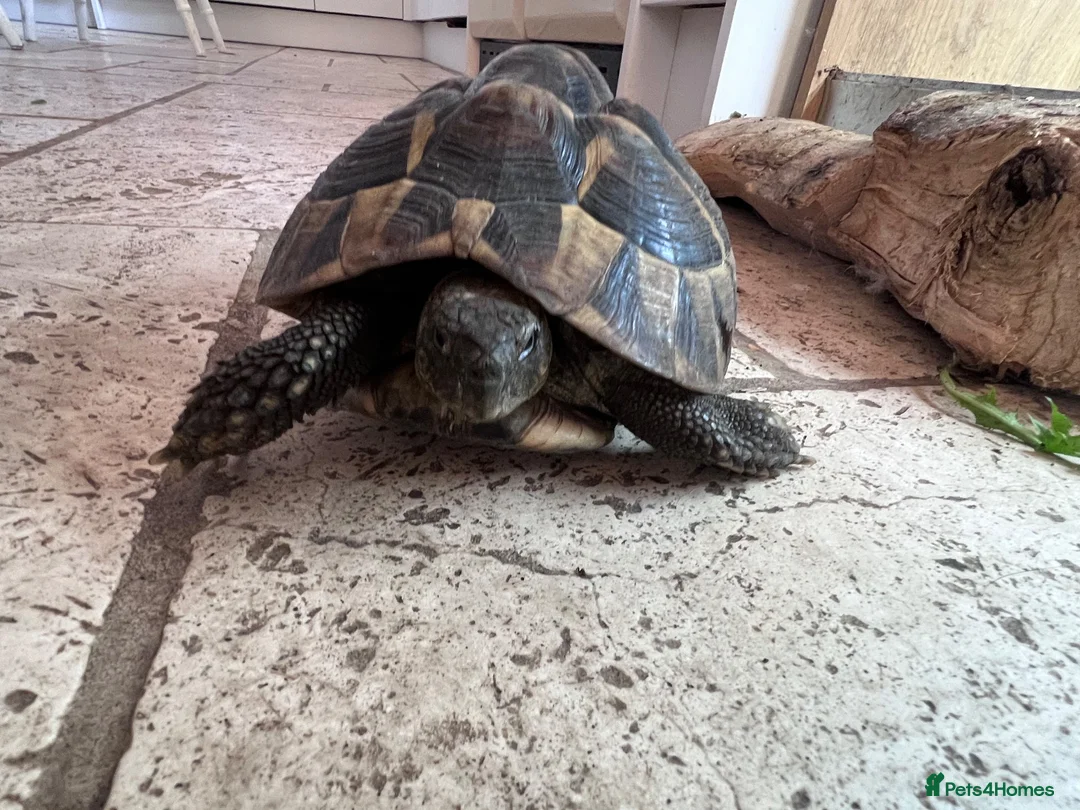 Hermann Tortoise reptiles for sale: Hermann tortoises(s) in Moreton-in-Marsh - Advert 2