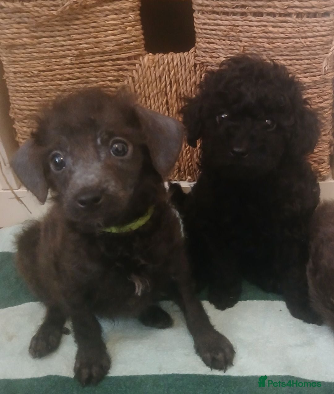 Toy Poodle dogs 🏡Ready to leave🏡 - Advert 2
