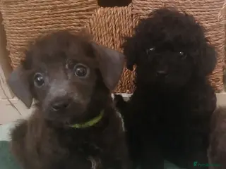 Toy Poodle dogs 🏡Ready to leave🏡 - Advert 2