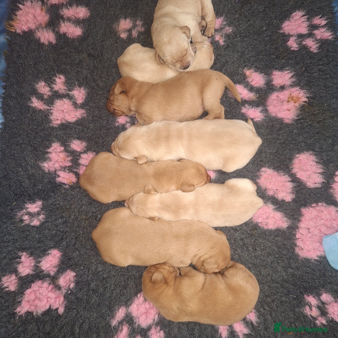 Labrador Retriever dogs for sale: Fox Red Labrador pups - Advert 4